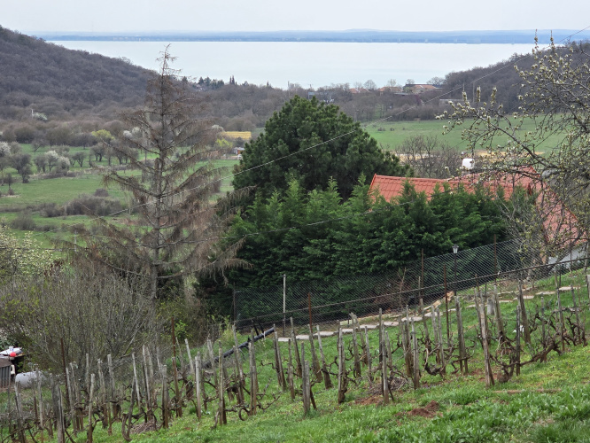 824m² · Telek · 15.000.000 Ft